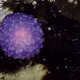 Our new overlord, blobus purpilis. Image: YouTube/Nautilus
